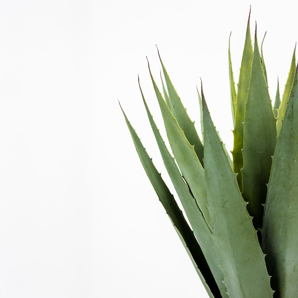 AGAVE ΦΥΤΟ ΤΕΧΝΗΤΟ ΣΕ ΓΛΑΣΤΡΑ 58cm PVC ΠΡΑΣΙΝΟ ΜΑΥΡΟ ΤΣΙΜΕΝΤΟ - Image 3