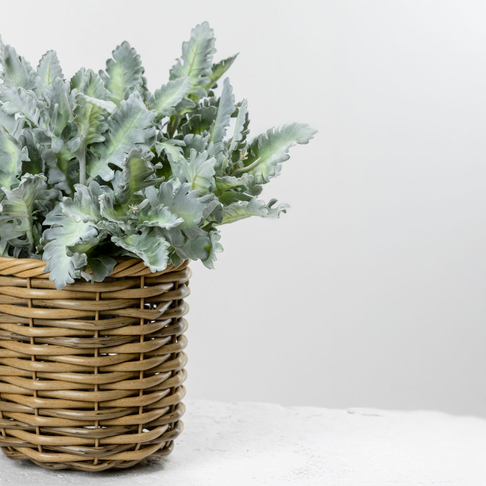 SENECIO CINERARIA ΚΛΑΔΙ ΤΕΧΝΗΤΟ 38 POLYESTER ΠΡΑΣΙΝΟ - Image 2