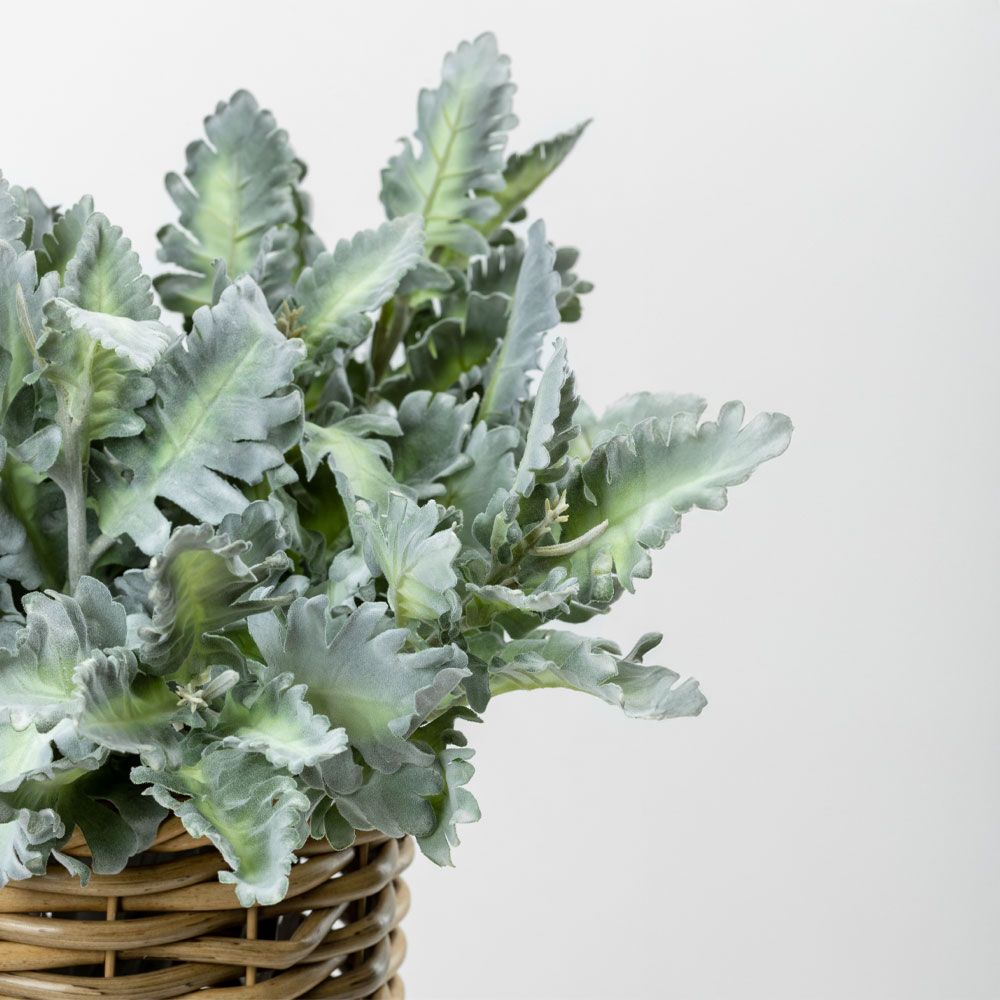SENECIO CINERARIA ΚΛΑΔΙ ΤΕΧΝΗΤΟ 38 POLYESTER ΠΡΑΣΙΝΟ - Image 4