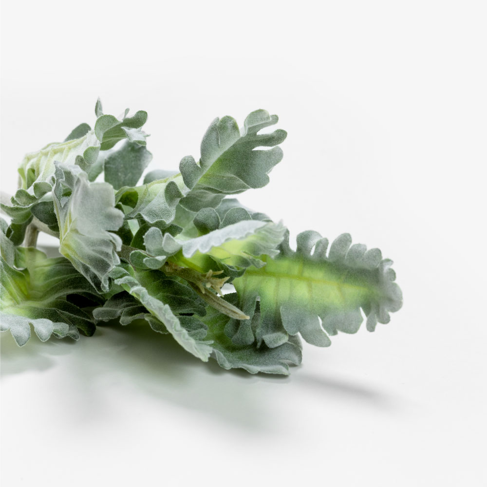 SENECIO CINERARIA ΚΛΑΔΙ ΤΕΧΝΗΤΟ 38 POLYESTER ΠΡΑΣΙΝΟ - Image 5