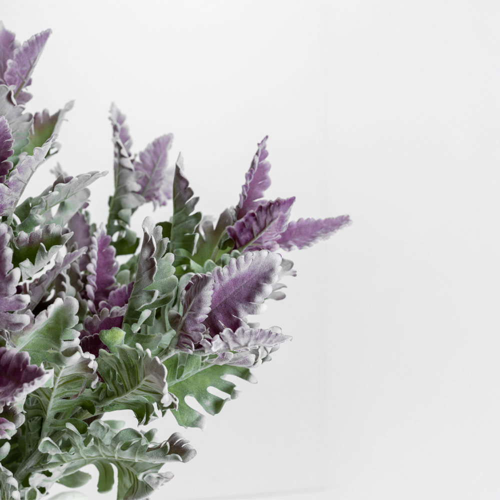 SENECIO CINERARIA ΚΛΑΔΙ ΤΕΧΝΗΤΟ 76 POLYESTER ΠΡΑΣΙΝΟ ΜΩΒ - Image 3