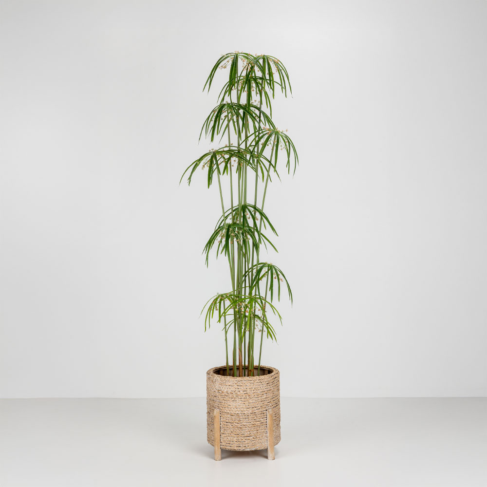 CORDA L ΚΑΣΠΩ ΜΕ ΠΟΔΙΑ WHITE WASHED ΦΥΣΙΚΟ GRASS - Image 2
