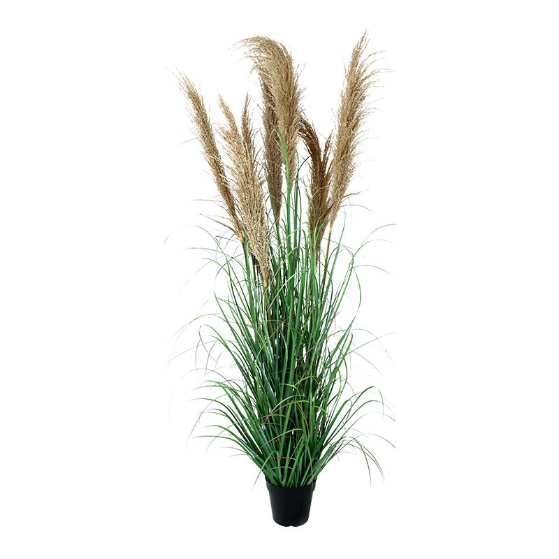 ΔΙΑΚΟΣΜΗΤΙΚΟ ΦΥΤΟ PAMPAS GRASS ΣΕ ΓΛΑΣΤΡΑ 8407 ΚΑΦΕ ΧΡΩΜΑ 43x43x150εκ
