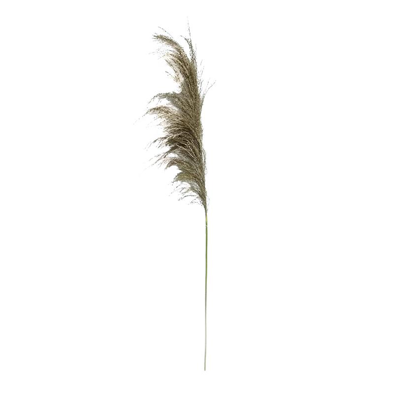 ΔΙΑΚΟΣΜΗΤΙΚΟ ΛΟΥΛΟΥΔΙ PAMPAS GRASS 6977 ΚΑΦΕ ΧΡΩΜΑ 6x6x120εκ
