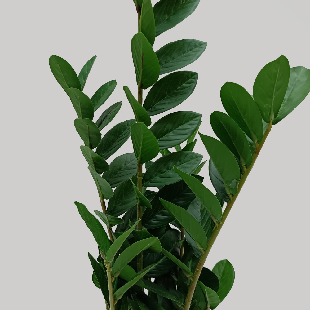 ZAMIA ΦΥΤΟ ΤΕΧΝΗΤΟ ΣΕ ΓΛΑΣΤΡΑ 85cm ΥΦΑΣΜΑ ΠΡΑΣΙΝΟ PVC - Image 2